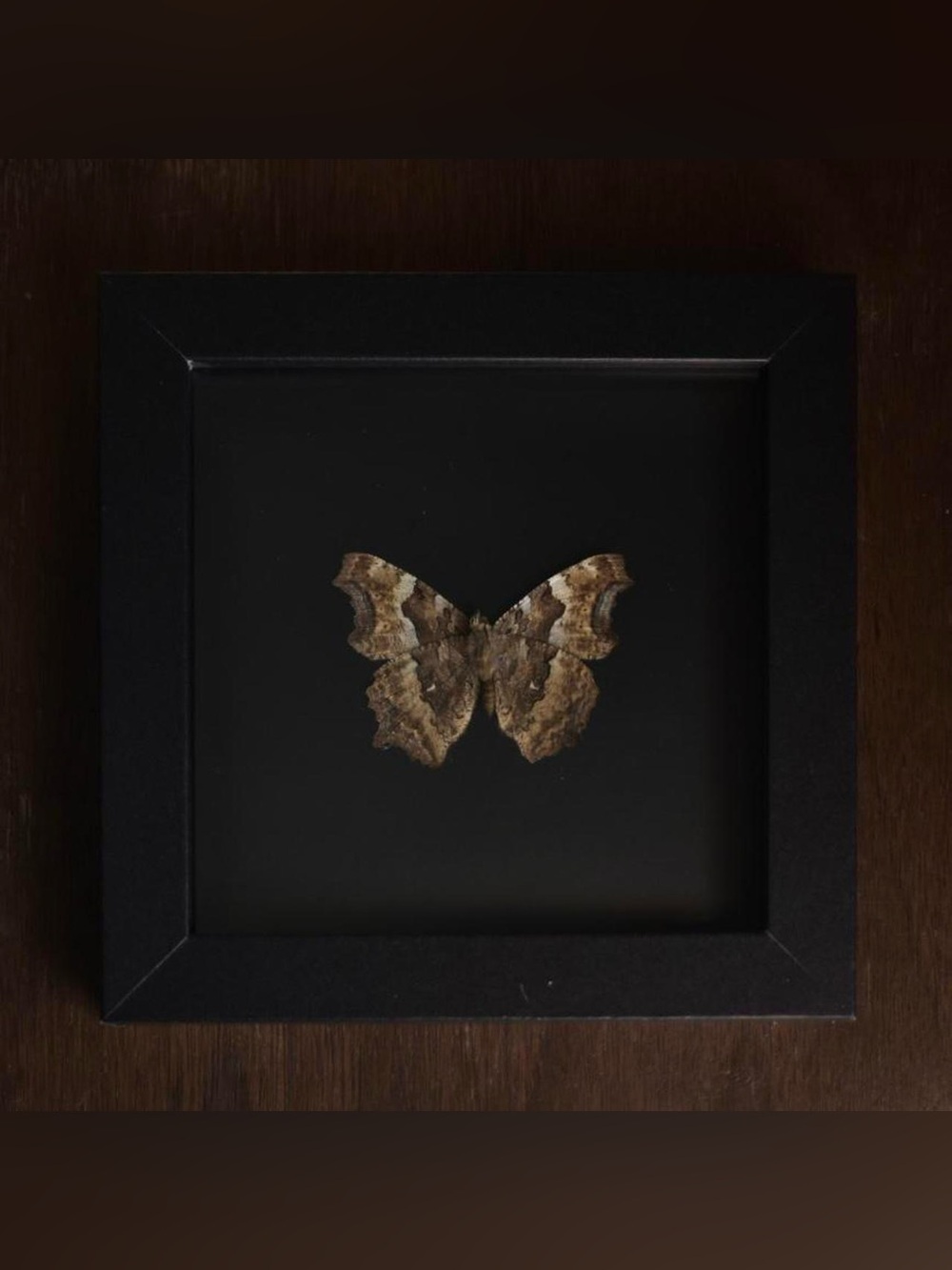 Frames butterfly specimen